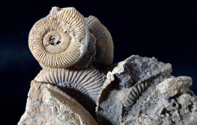 Dactylioceras athleticum (SIMPSON 1855) - Bild © FossNet FossilienStore